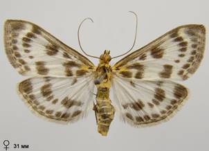 A.hortulata_2.%20