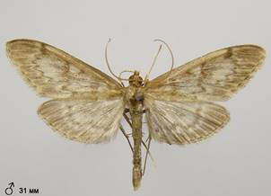 A.lancealis_1.%20