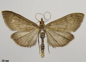 A.terrealis_1