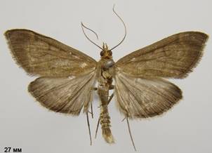 A.terrealis_2