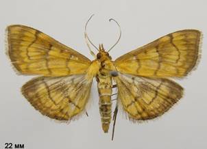 A.verbascalis_3