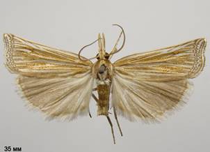 A.tentaculella.%20
