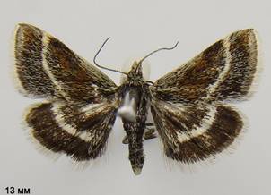A.albofascialis_428.%20