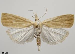 C.paludella_1