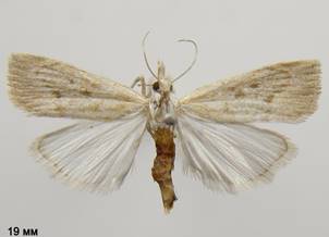 C.paludella_2