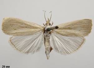 C.paludella_3.%20