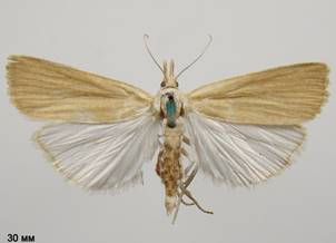 C.paludella_5.%20