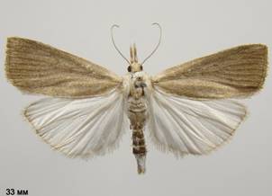 C.paludella_6