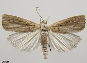 C.paludella_7