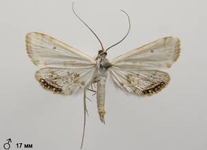 C.lemnata_1.%20