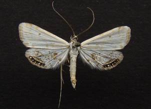 C.lemnata_1..