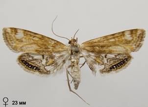 C.lemnata_3.%20