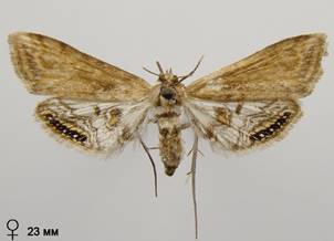 C.lemnata_4.%20