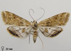 C.lemnata_5.%20