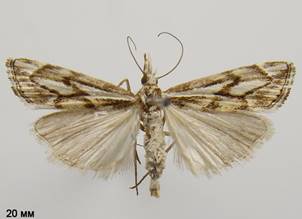 C.confusella