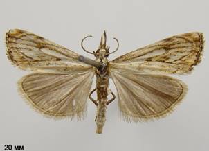 C.falsella