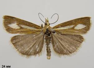 C.pauperellus_1