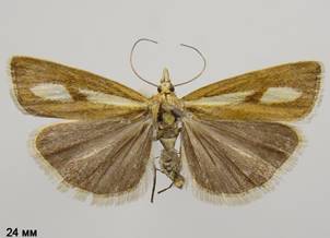 C.pauperellus_2