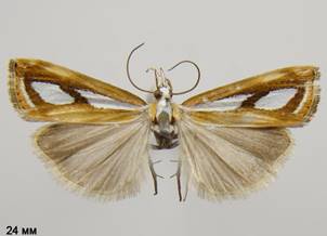 C.permutatellus_1.%20
