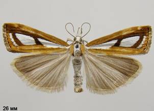 C.permutatellus_2