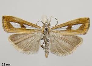 C.permutatellus_3