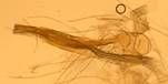 C.permutatellus_3_ed.