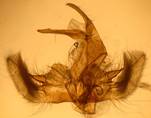 C.permutatellus_3_gen.