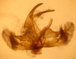 C.permutatellus_ser