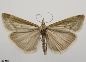 C.petrificella_1.%20