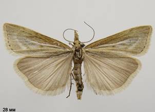 C.petrificella_2.%20