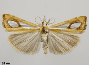 C.pinella_1