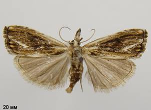 C.verellus_1.%20