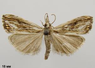 C.verellus_2.%20