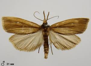 C.phragmitella_1