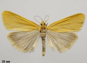 C.luteolaris