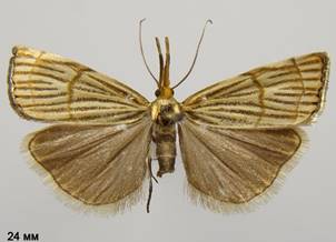 C.linetella_1