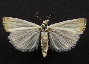 C.culmella_1..