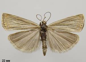 C.culmella_2