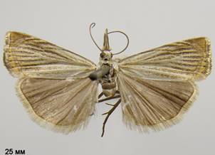 C.culmella_3