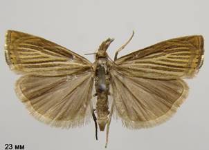 C.culmella_5