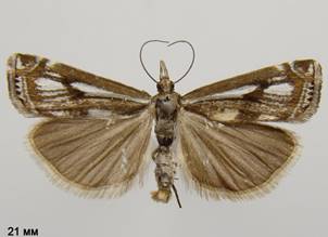 C.alienellus_1