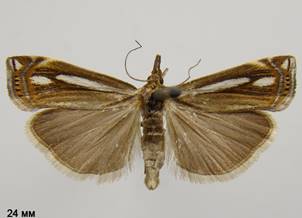 C.ericella_1.%20