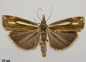 C.ericella_2.%20
