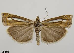C.ericella_3