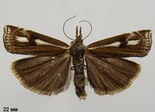 C.heringiellus_2