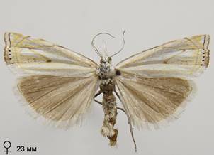 C.lathoniellus_1.%20