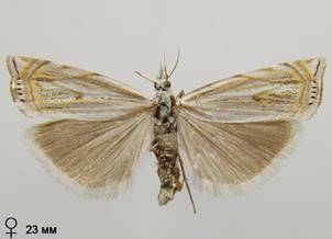 C.lathoniellus_2.%20