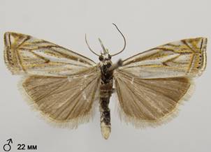 C.lathoniellus_3.%20
