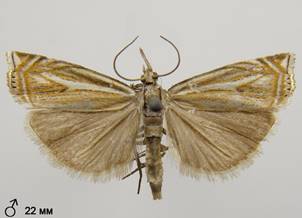C.lathoniellus_4.%20