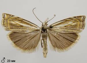 C.lathoniellus_5.%20